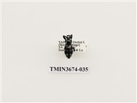 藏品(象鼻蟲(2))的圖片